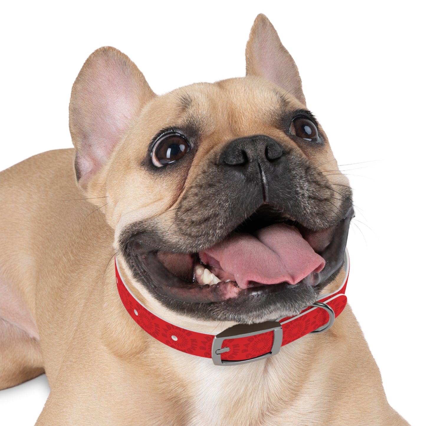 Radiate Kindness Dog Collar